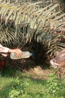 Dukung Ketahanan Pangan, Polsek Peranap Sambangi Peternak Sapi di Desa Punti Kayu