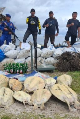 Polres Bangkep Amankan 2 Ton Bambu Laut dan Lepasliarkan 13 Penyu Langka