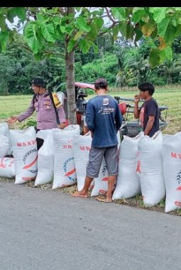 Dukung Hanpangnas, Bhabinkamtibmas Polsek Batui Monitoring Jagung Produksi Warga Binaan